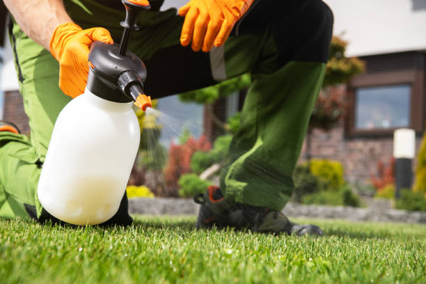Wasp Removal Services in Summerfield, NC